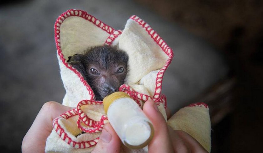 Питание летучей мыши