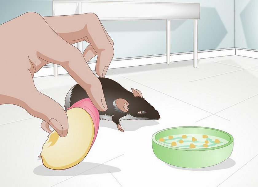 Кормление животного Кормление животного