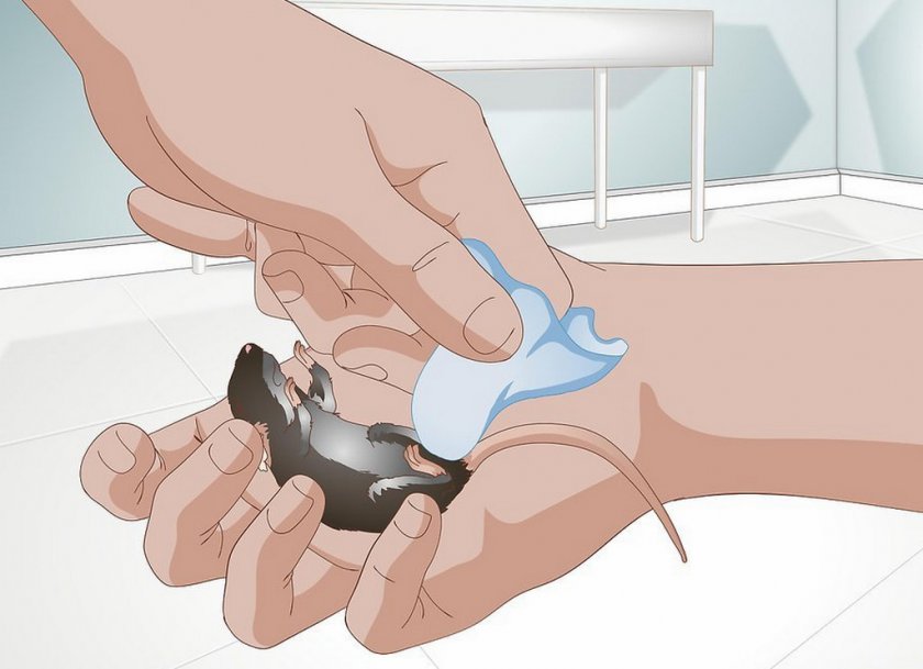 Массаж животика мышонку Массаж животика мышонку