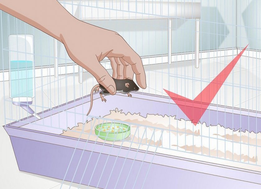 Приручение мыши Приручение мыши