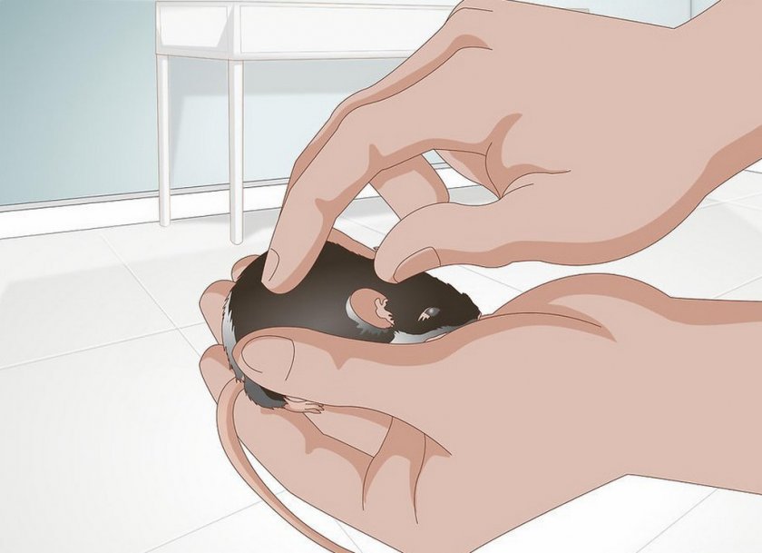 Общение с животным