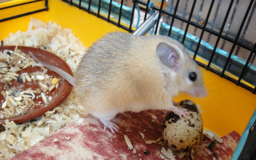 Питание иглистой мыши