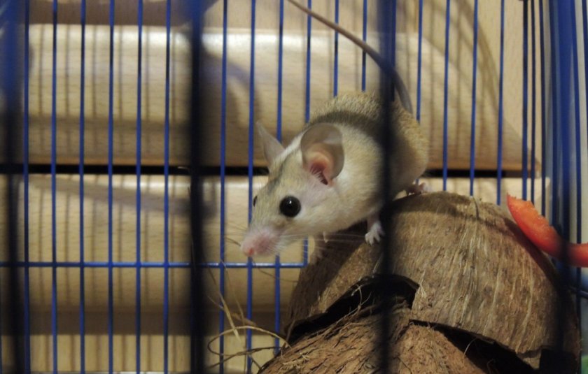 Миш в клетке