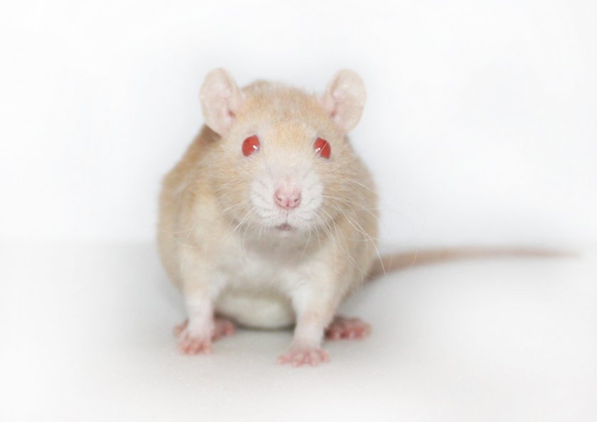 Крыса Крыса