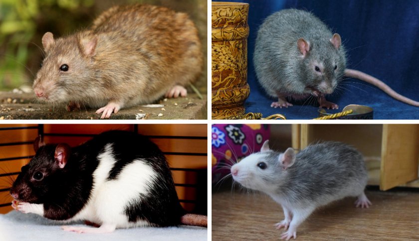Крупные виды крыс