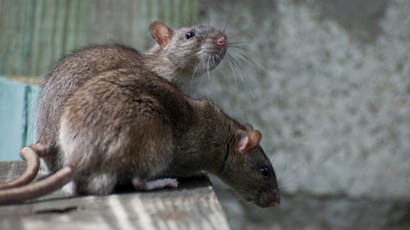 Декоративные крысы
