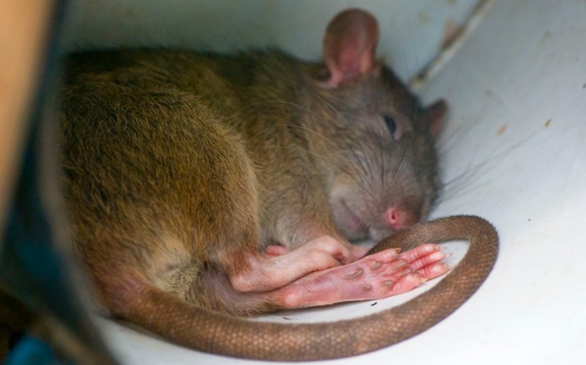 Больная крыса
