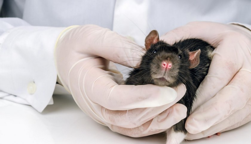 Крыса у ветеринара
