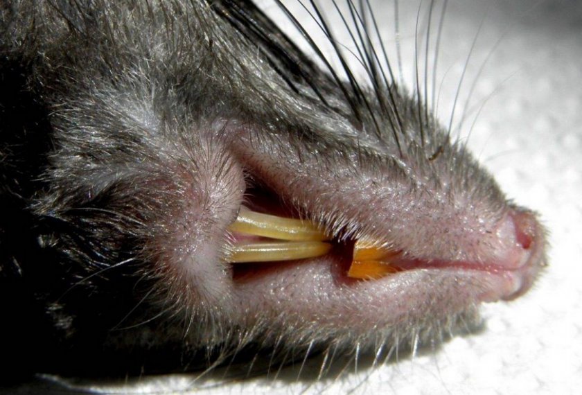 Резцы у серой крысы