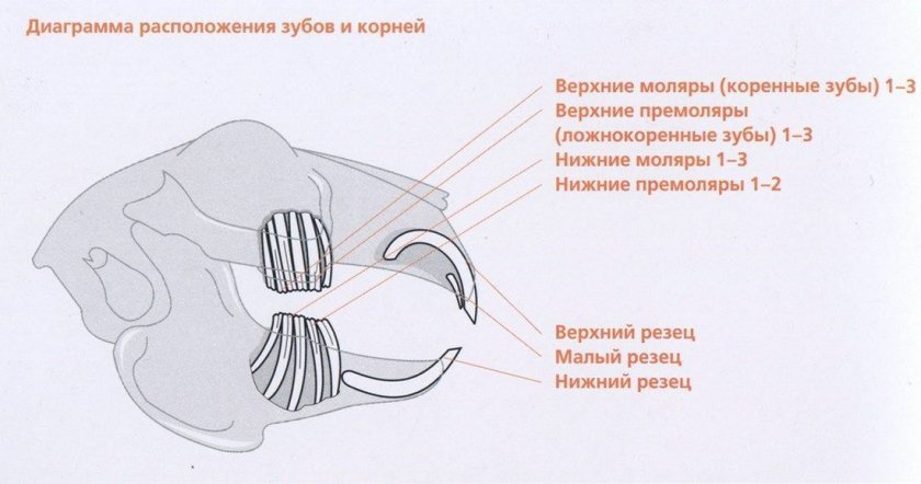 Какие зубы у крысы фото