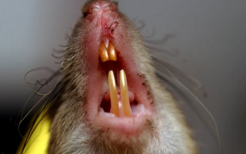 Резцы у крысы