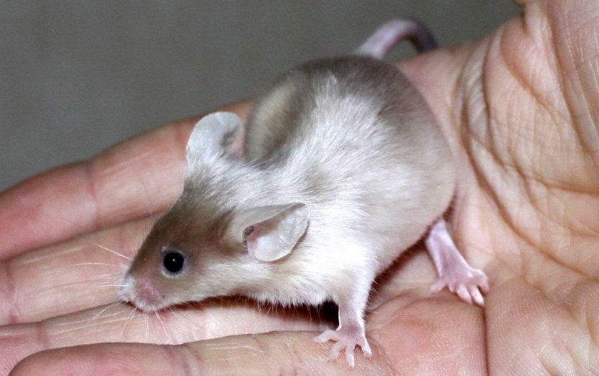 Сатиновая мышь