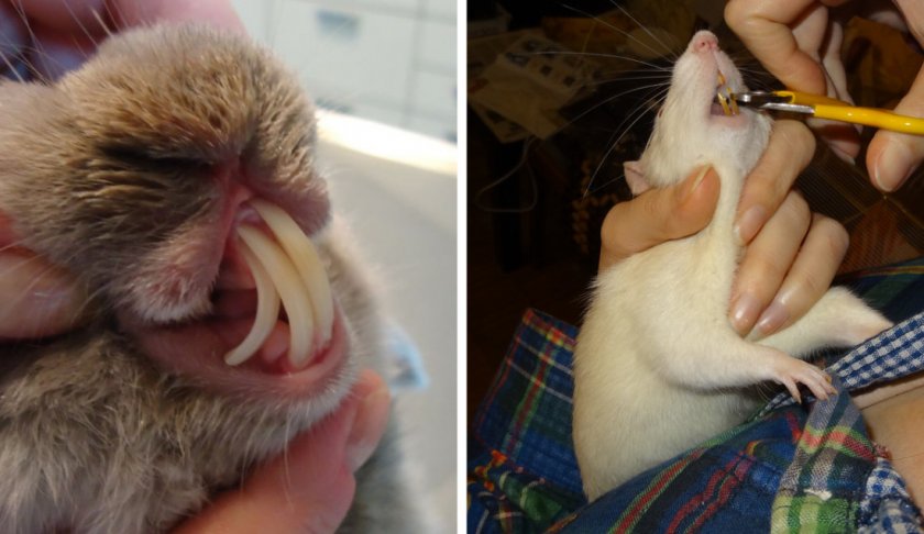 Обрезка зубов у крысы