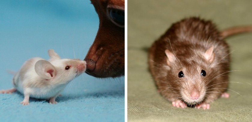 Сатиновая мышь