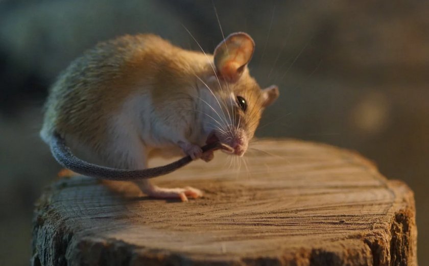 Сатиновая мышь