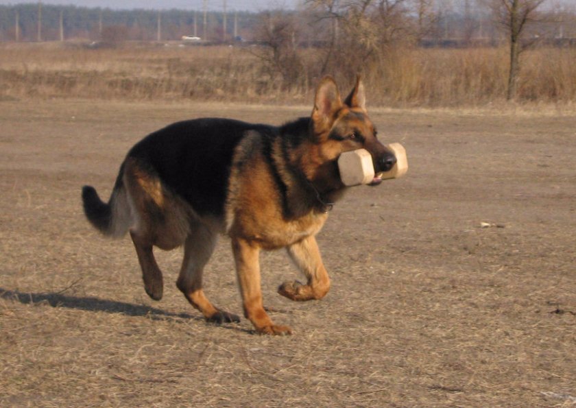 Собака Собака