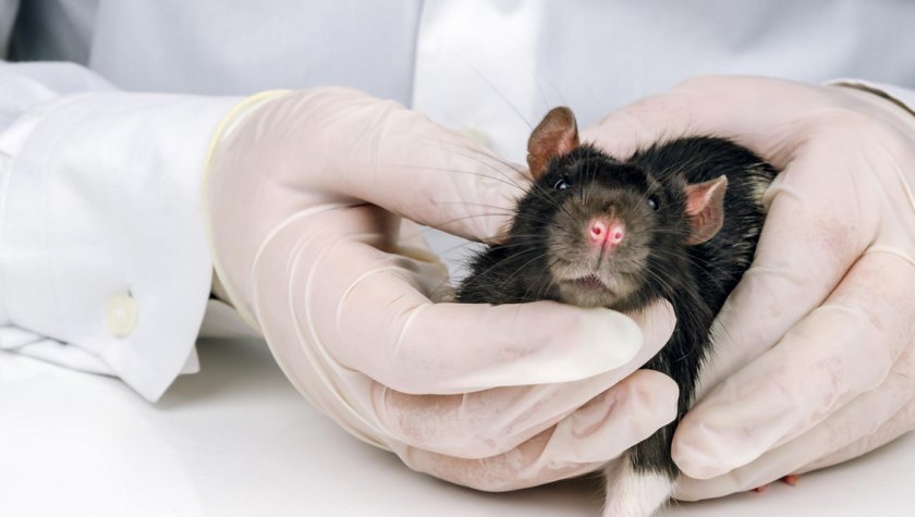 Крыса у ветеринара