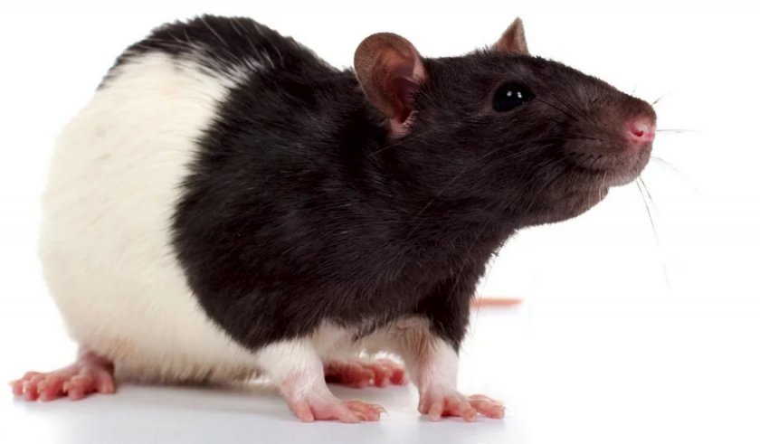 Декоративная крыса