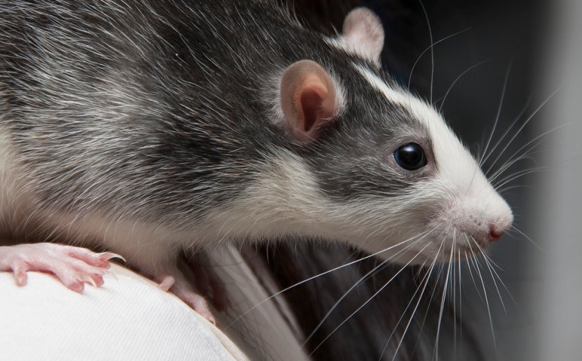 Крыса хаски