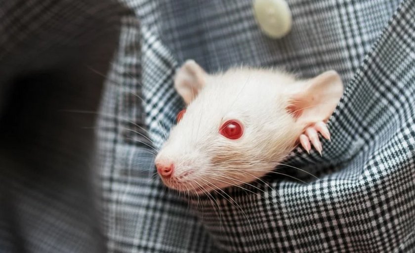 Белая крыса с красными глазами