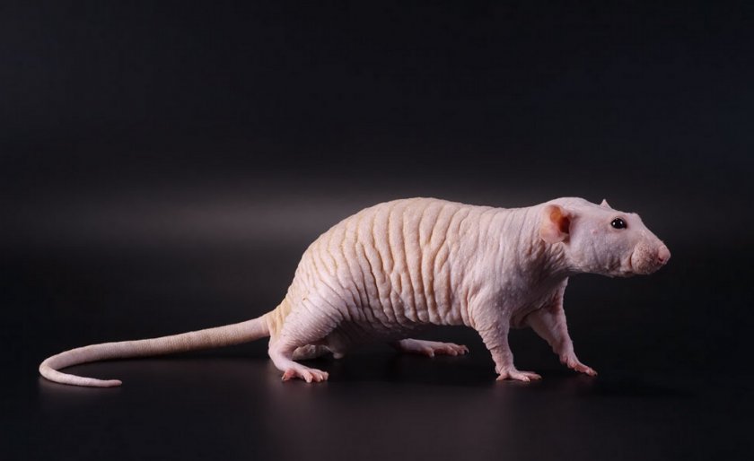 Лысая крыса