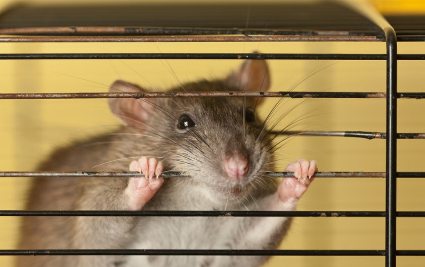 Крыса в клетке