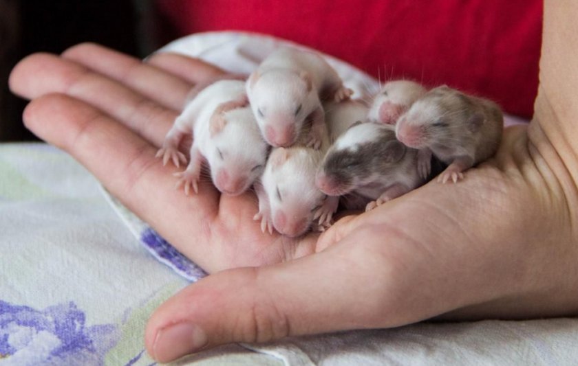 Новорожденные сатиновые мыши