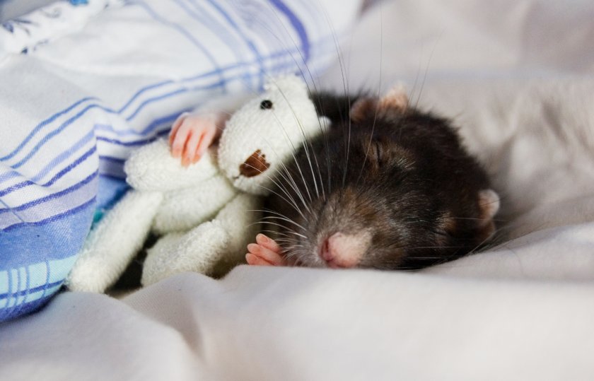 Крыса спит