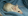 Заболевшая сатиновая мышь