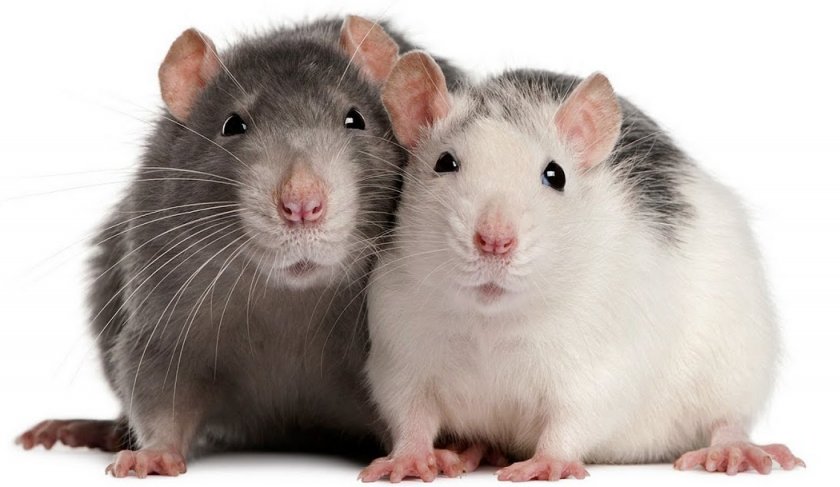 Декоративные крысы