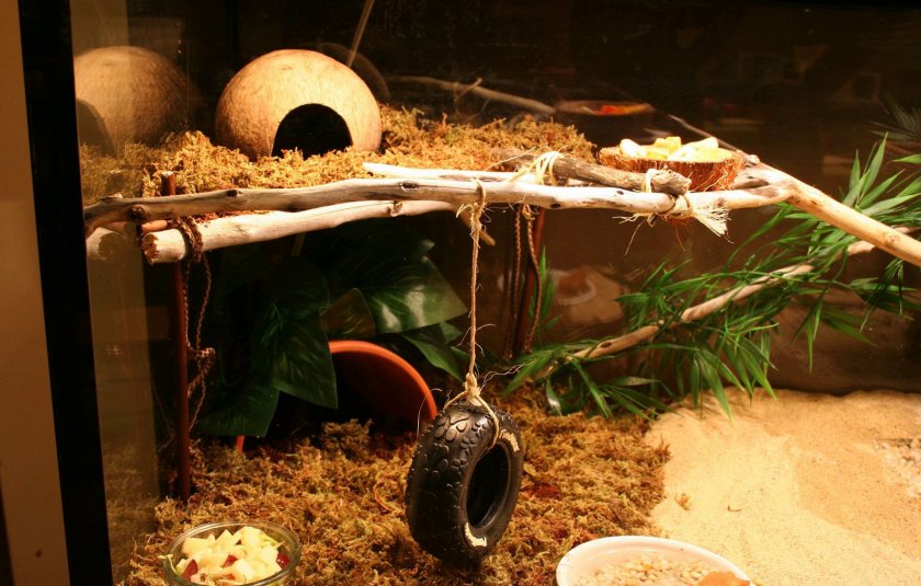 Террариум для японских мышей