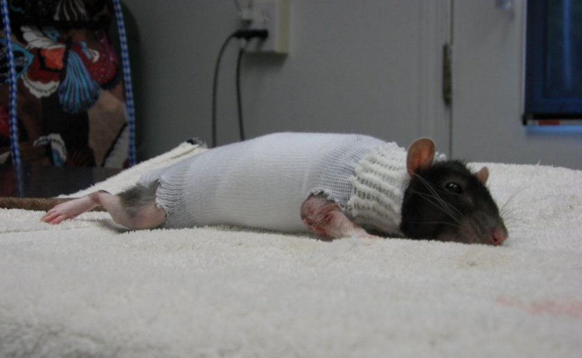 Заболевшая крыса Заболевшая крыса