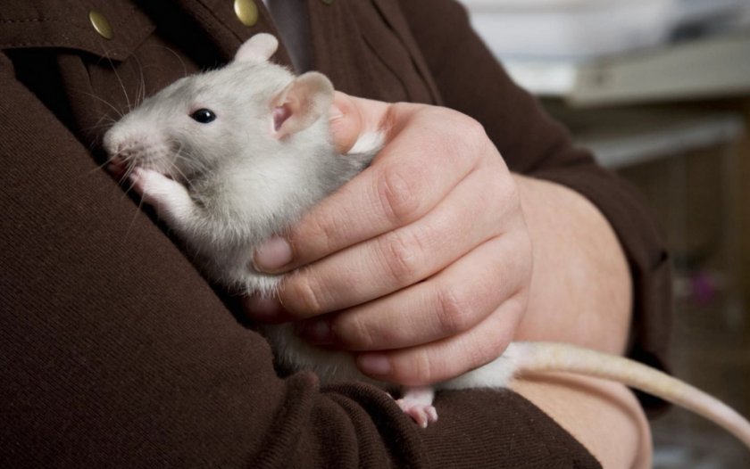 Крыса Крыса