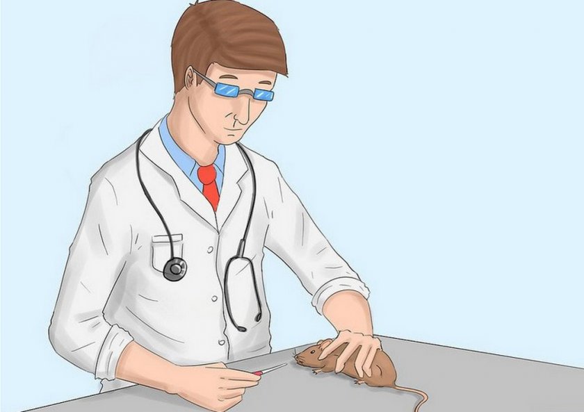 Лечение крысы Лечение крысы