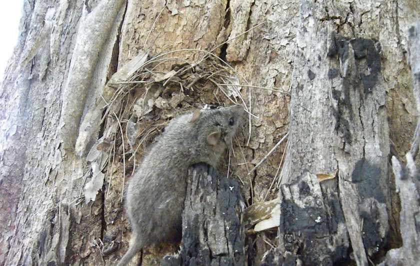 Болотная сумчатая мышь