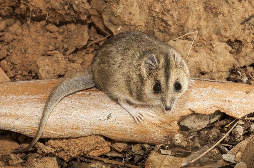 Плоскочерепная сумчатая мышь