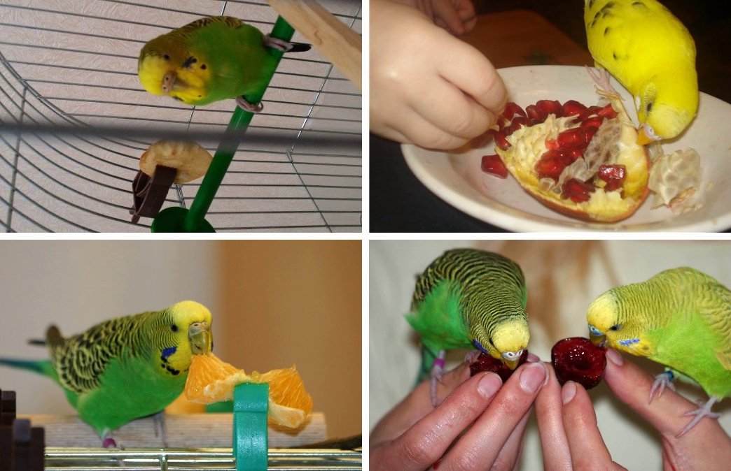 Какие овощи дают попугаям