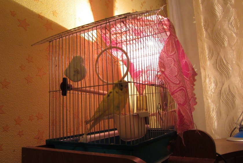 Лампа для согрева попугая