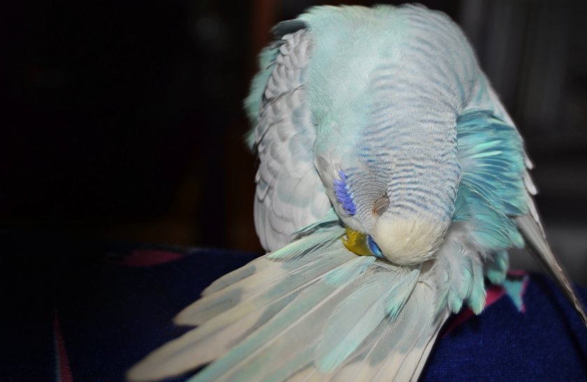 Волнистый попугай выдёргивает себе перья