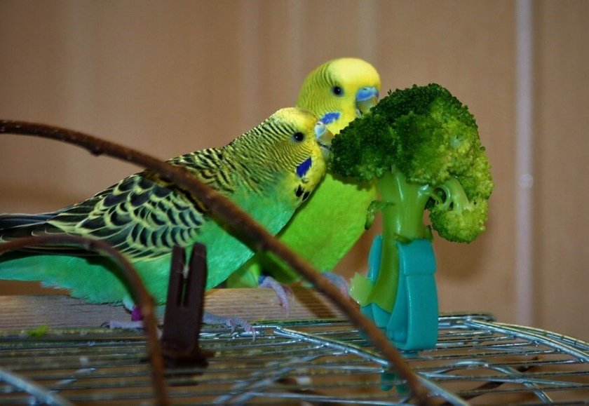 Капуста для волнистых попугаях
