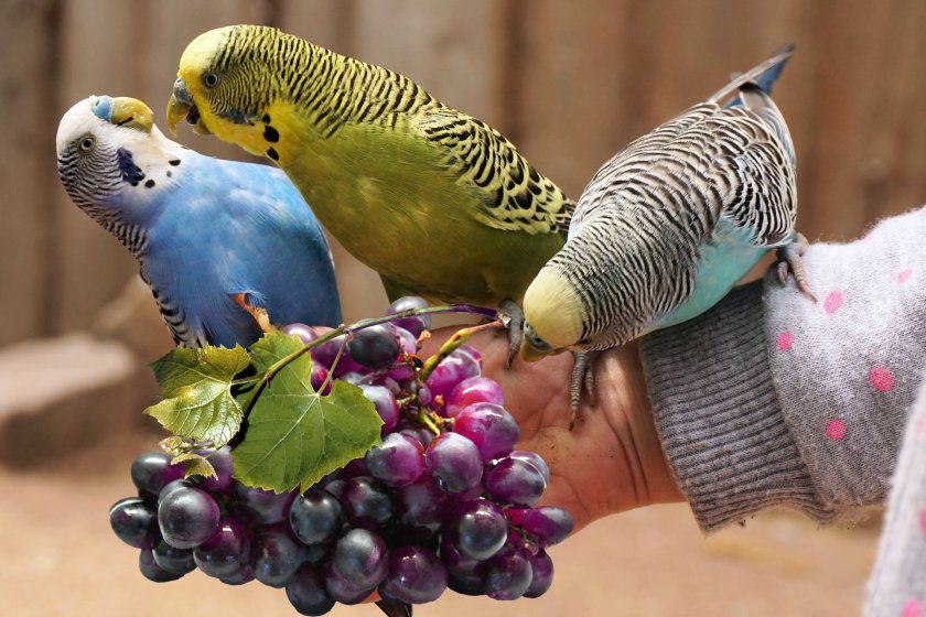 Виноград для волнистых попугаев