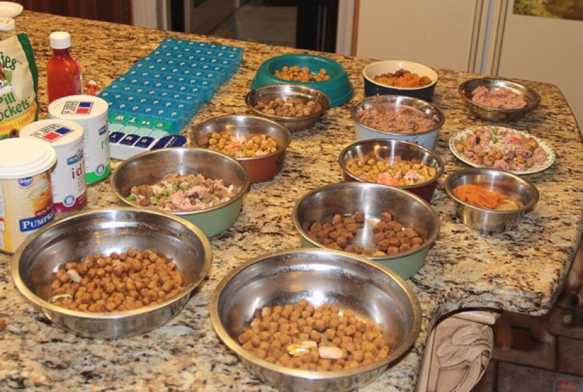 Подбор питания для яфокстерьера