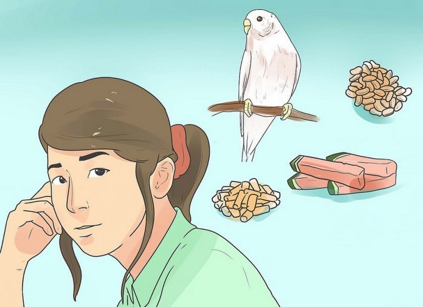 Питание для попугая