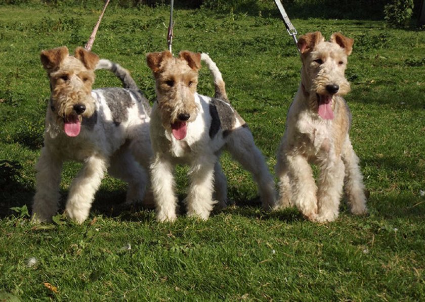 Прогулки с фокстерьером