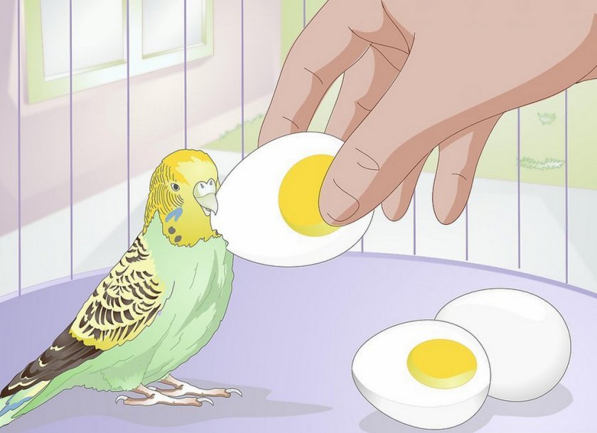 Волнистый попугай поедает яйцо