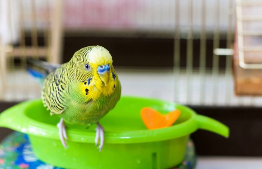 Волнистый попугай в домашних условиях
