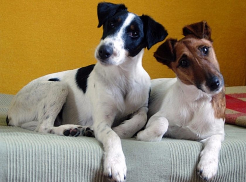 Фокстерьеры