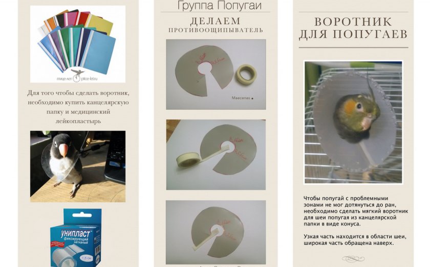 Воротник для попугая Воротник для попугая
