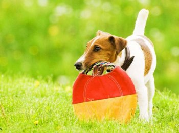 Фокстерьер: описание породы