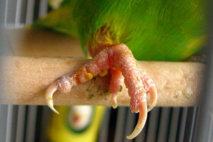 Травма лапки у волнистого попугая